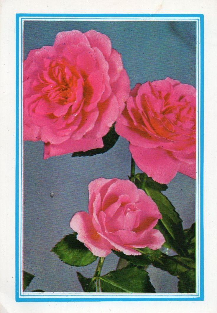 A vintage postcard of pink roses with a blue border